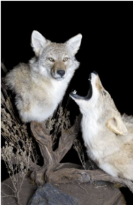 twocoyotes